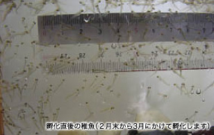 孵化直後の稚魚（２月末から3月にかけて孵化します）【成長と育成】写真3