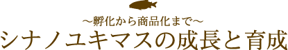 孵化から商品化まで【シナノユキマスの成長と育成】